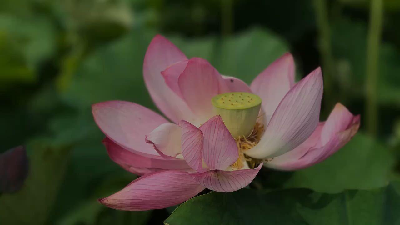 雨雾人家