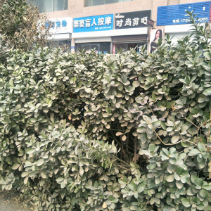 窦窦盲人按摩