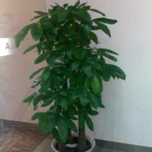 安心爱紫萱芝95