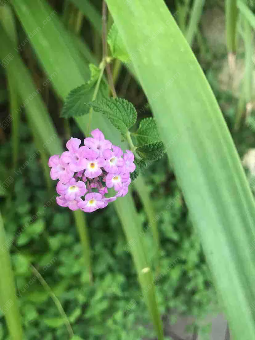 亮相糖豆