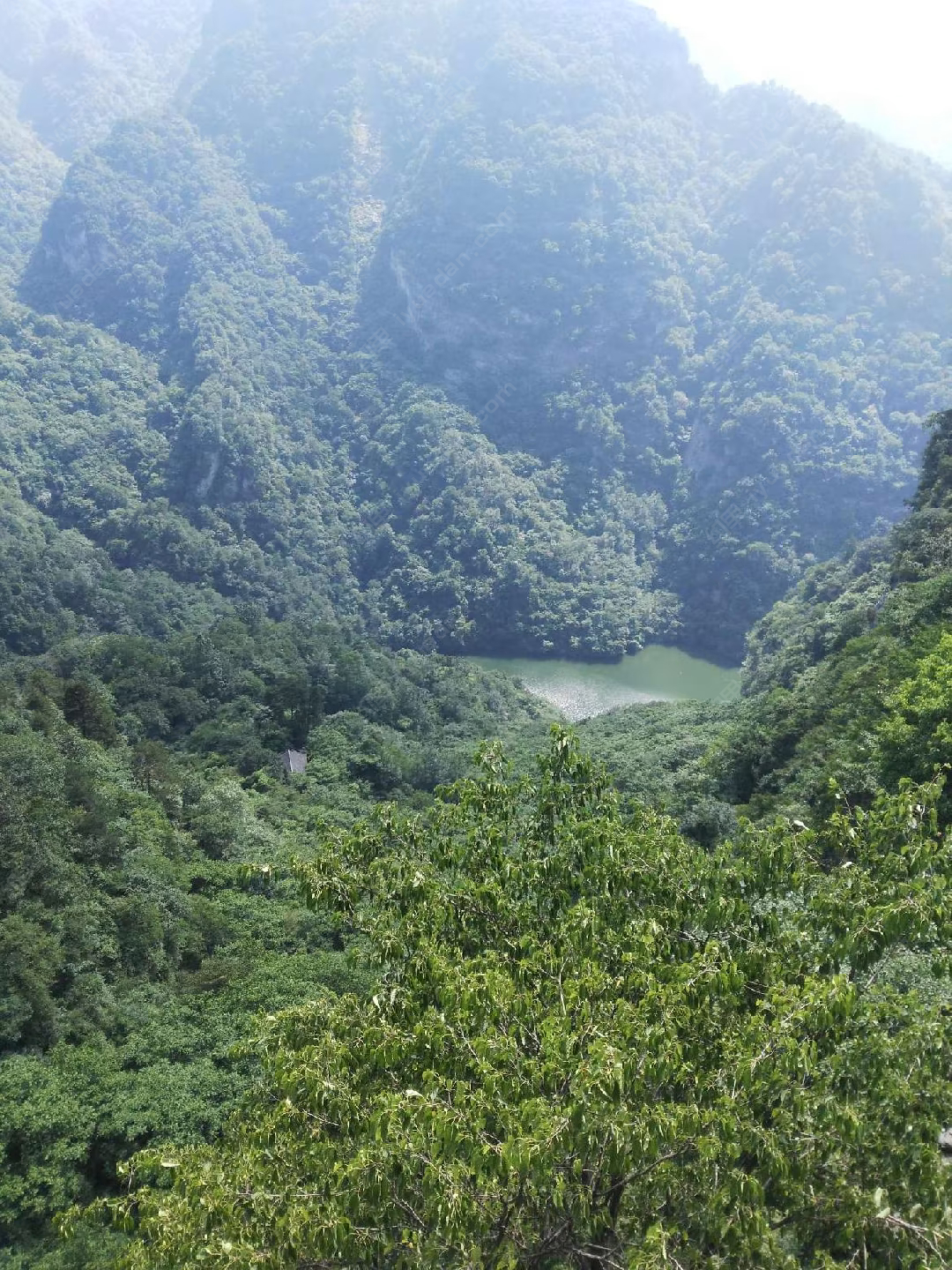 ay婉丽康乃馨