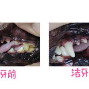 宠物狗狗猫咪维尔洁牙洗牙