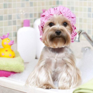 小型犬宠物洗澡