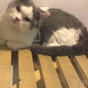 猫剃毛+洗澡(烘干箱烘毛)