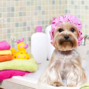特惠狗狗洗澡护发（8kg以内）