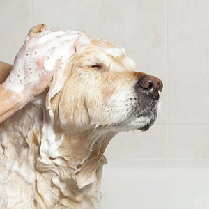 多宝名宠中大型犬专业洗澡+护理