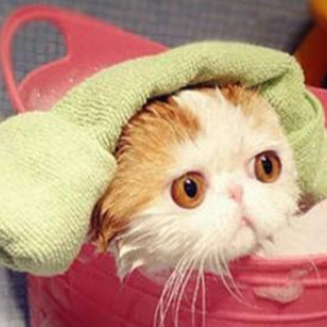猫咪深度洗护套餐