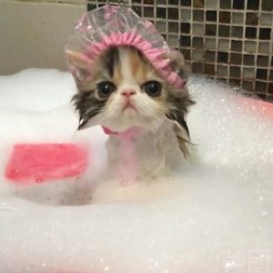 猫咪洗澡(u003E6斤)