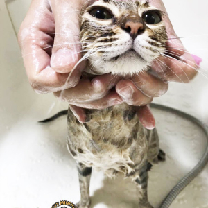 猫咪洗澡(6斤以内 包含6斤)