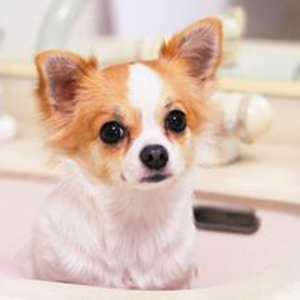 中型犬洗澡