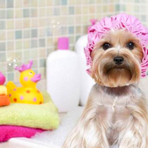 特惠狗狗洗澡护发（15kg-30KG）