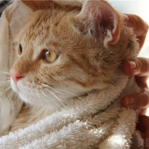 猫猫洗澡全套（1-5）斤