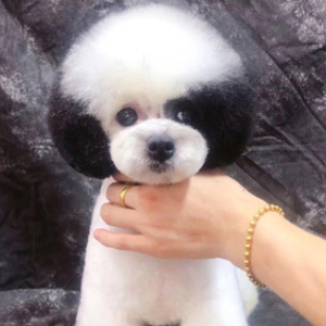 小型犬A级美容师专业美容