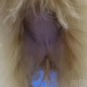 犬10-15KG专业洗护套餐