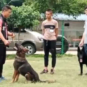 狗狗行为纠正 服从 护卫 技能 科目训练