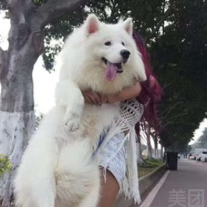 中大型犬深度洗澡护毛套餐