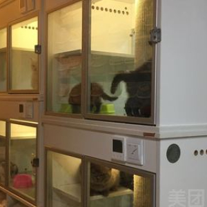 猫咪24H恒温柜寄养  每日消毒  一猫一房  拒绝传染