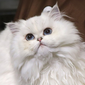 【长毛】猫咪基础洗护5kg以上（送写真照）