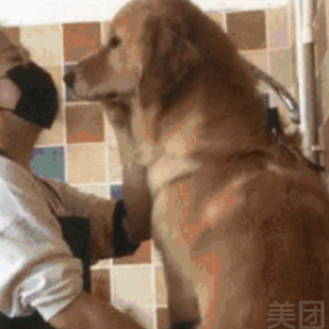 大型犬精致洗护＋口腔清洁