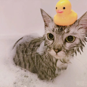 猫咪洗澡套餐 （8斤以内）